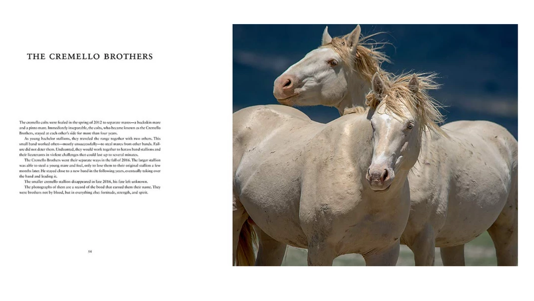 Gibbs Smith Books Wild Horses Of The West 4 Gibbs Smith Books Wild Horses Of The West